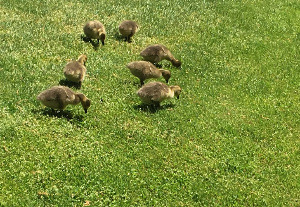 Canada Geese goslings