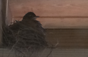 baby robin perched