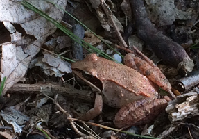 common wood frog (living on-site)