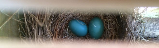 robin eggs (on-site nest)